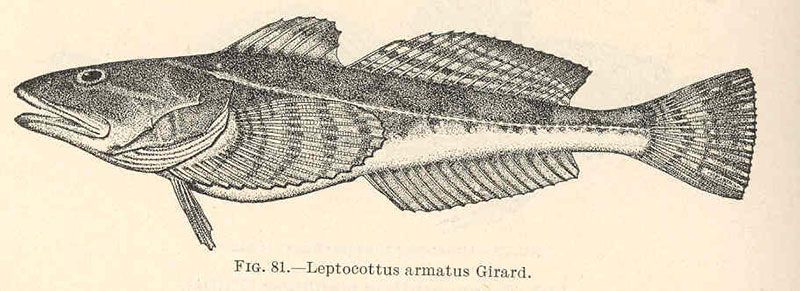 Staghorn sculpin photo