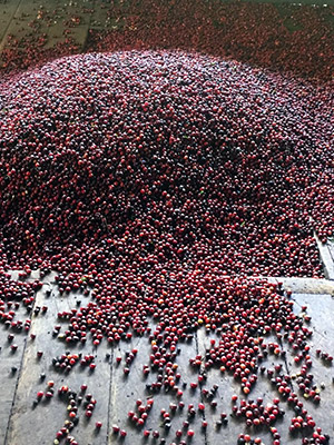 coffee-berries photo