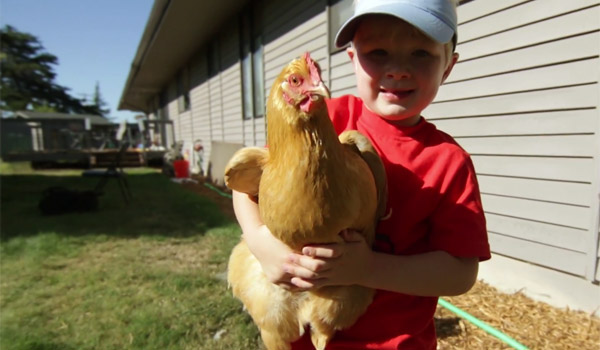Raising rban chickens