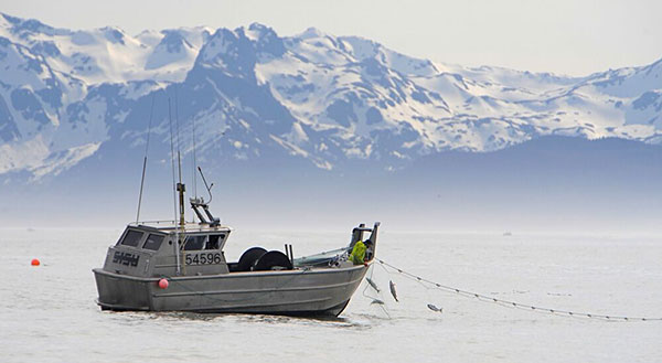 Difficult and dangerous' work raises health risks for Alaska salmon  fishermen