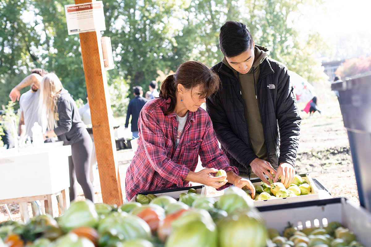 Gathering and washing produce on UW farm