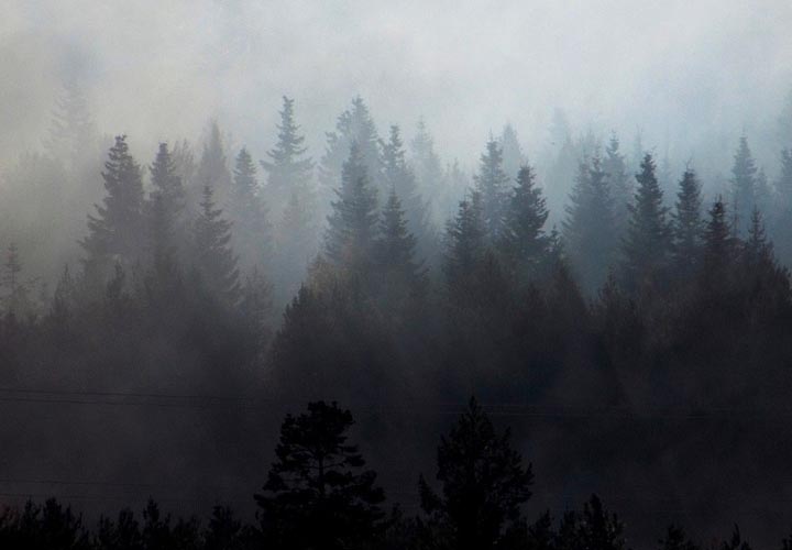 Wildfire smoke across forest