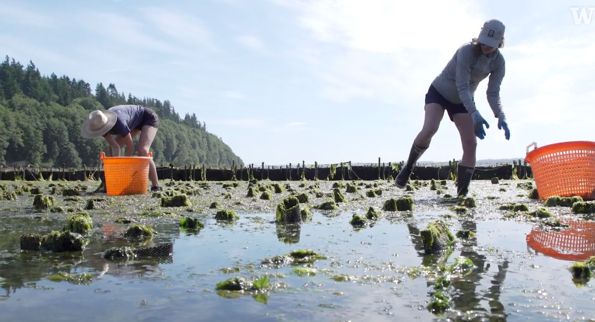 2 people collecting seaweed