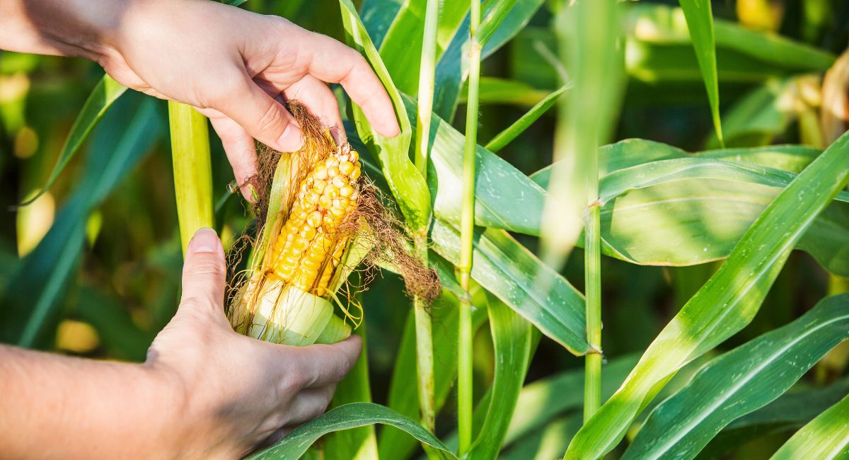 Picking corn from a field