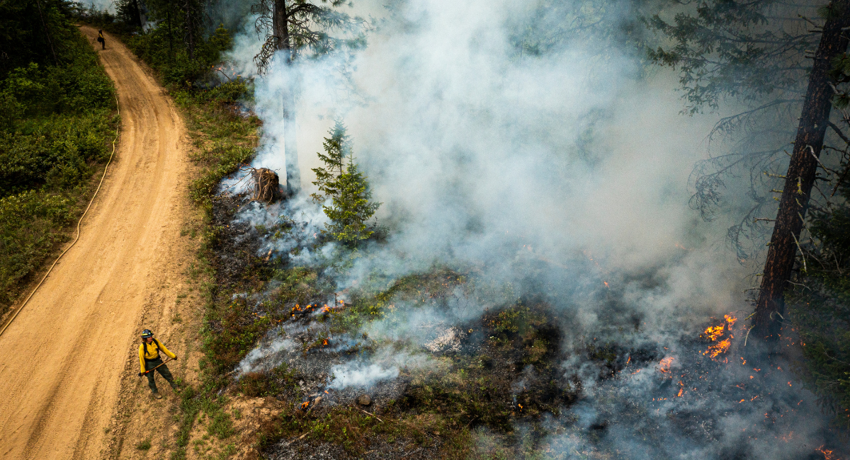 Workers on a dirt road watch a controlled fire burn underbrush in forest while smoke billows