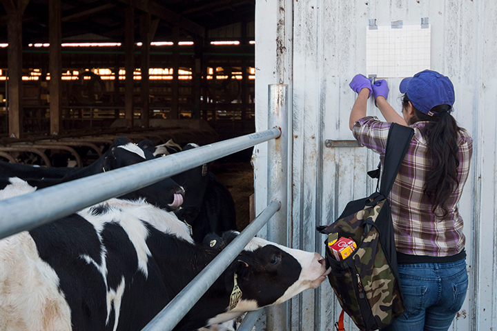 A cow and a student