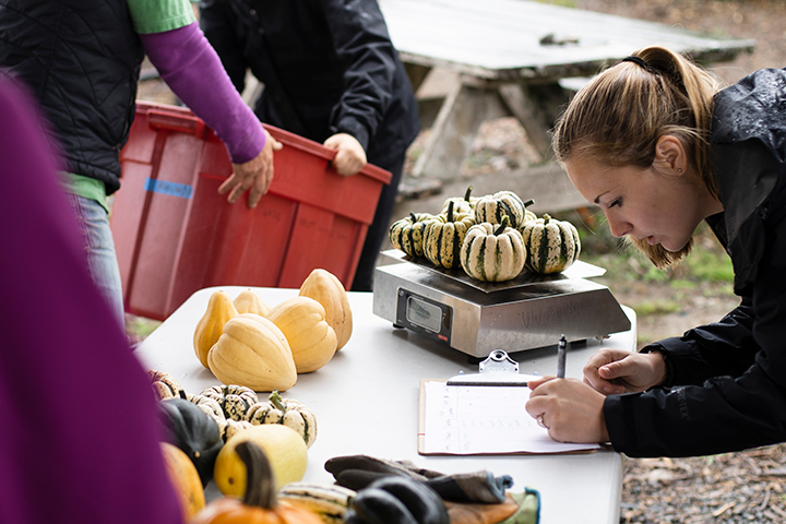 Students weighing gourds