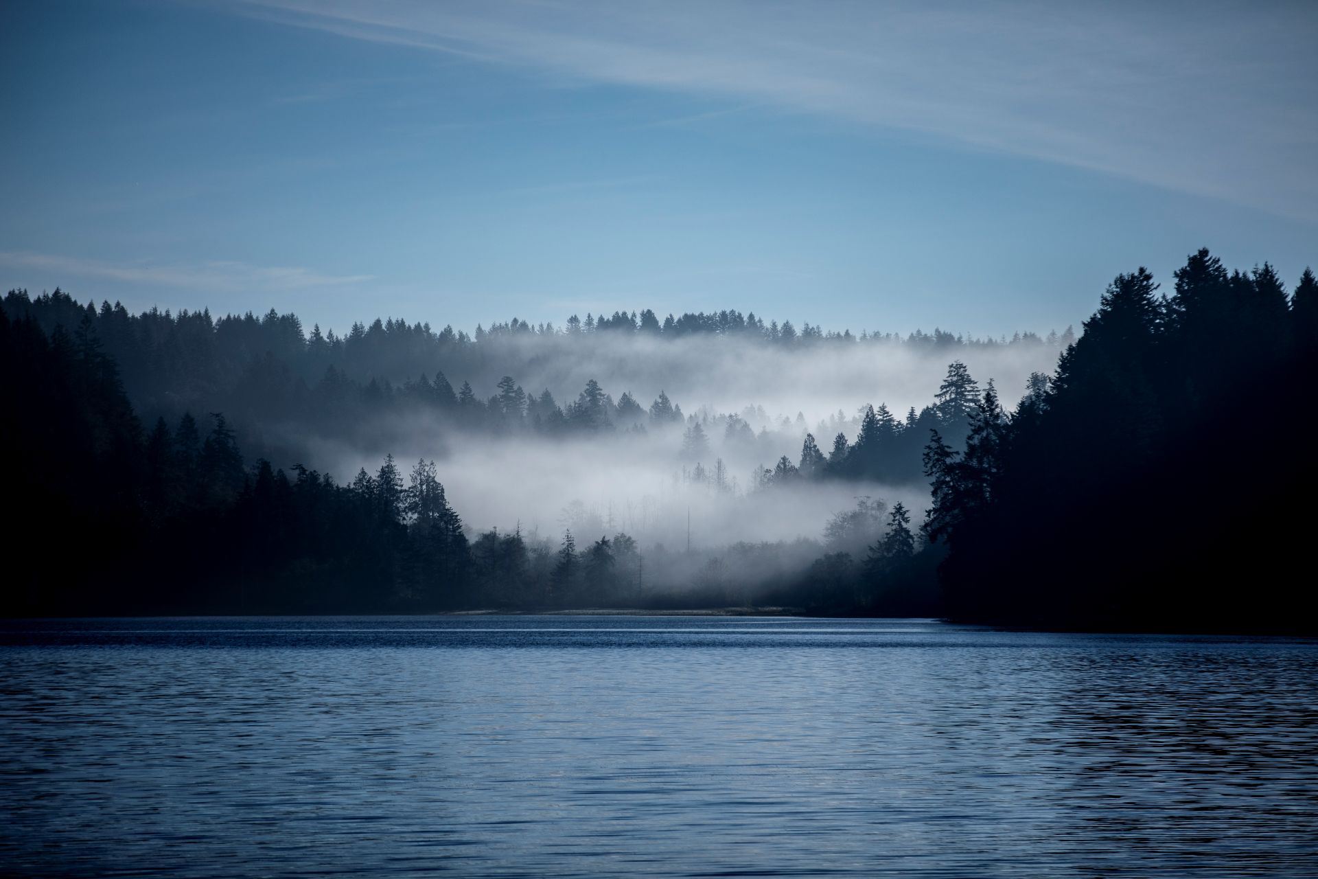 Trees and fog over Puget Sound