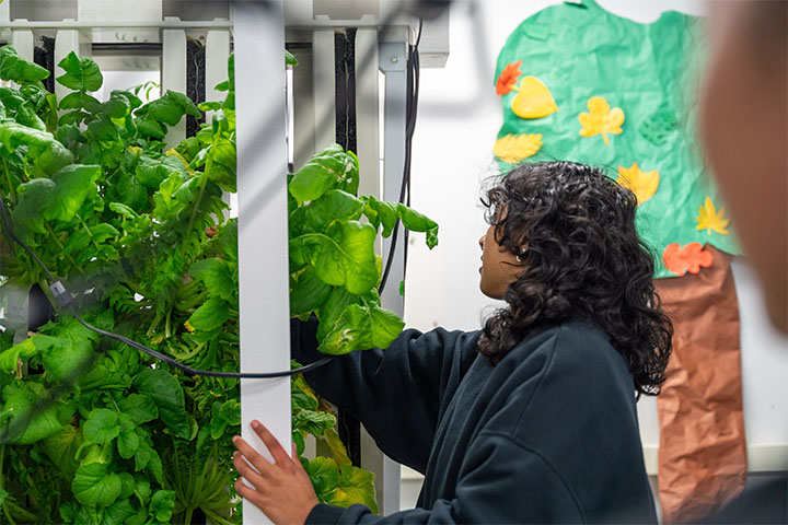 A researcher tending to plant in an indoor farm