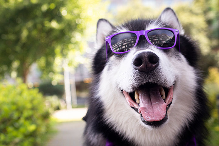 Husky with purple sunglasses