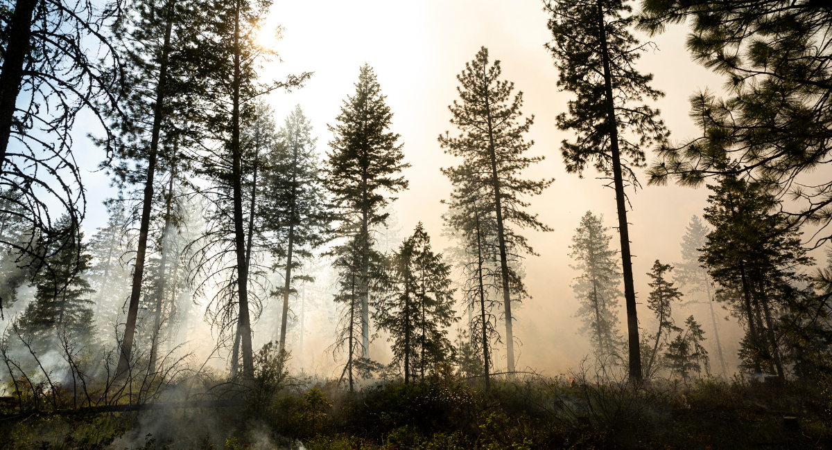 Pine trees stand amidst smoke