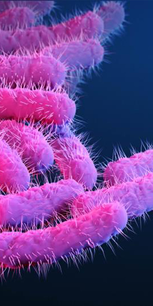 Shigella Bacteria