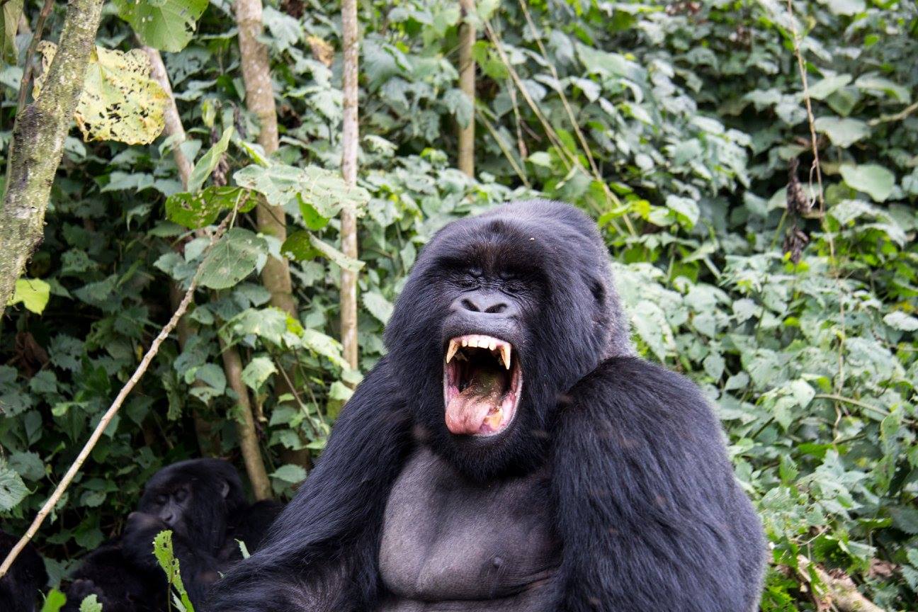 Gorilla in Rwanda yawning