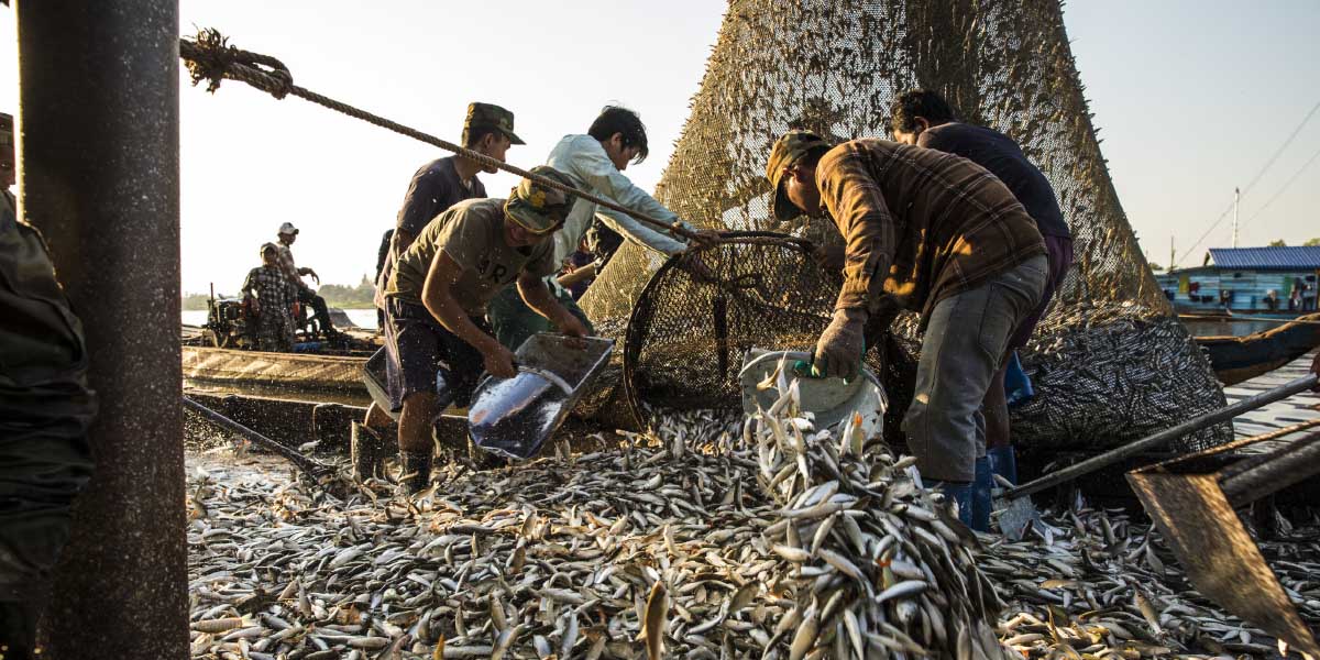 The Mekong region is home to about 850 species of freshwater fish. The small Trey Riel make up most of these fishermen’s catch. During peak season, workers empty nets every half hour, day and night.