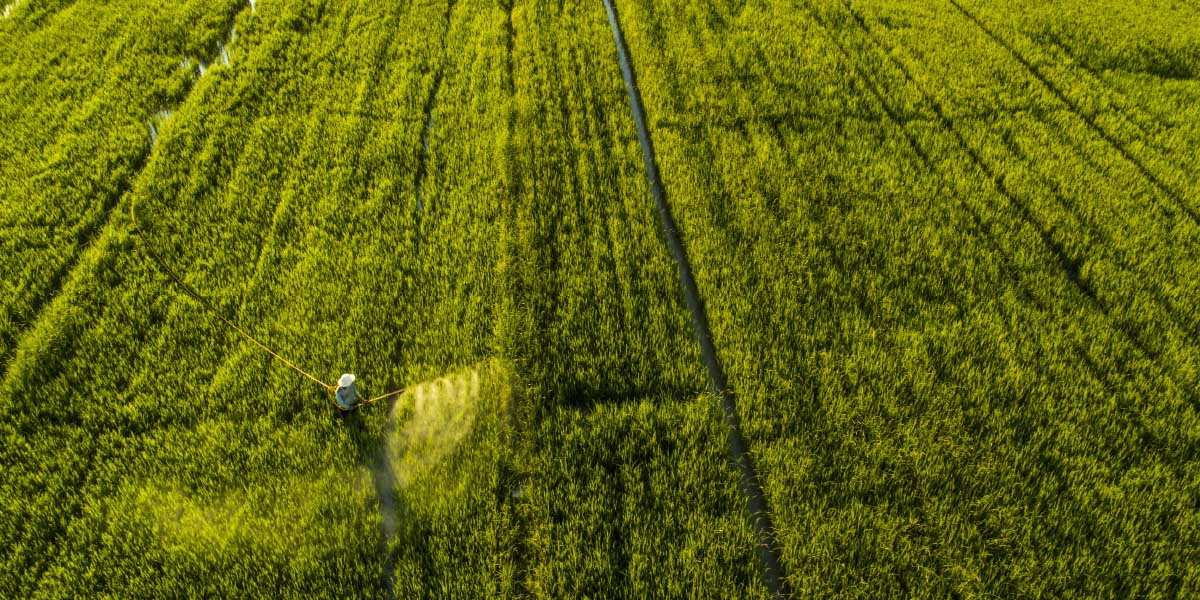 Rice fields in Kampong Thom province.