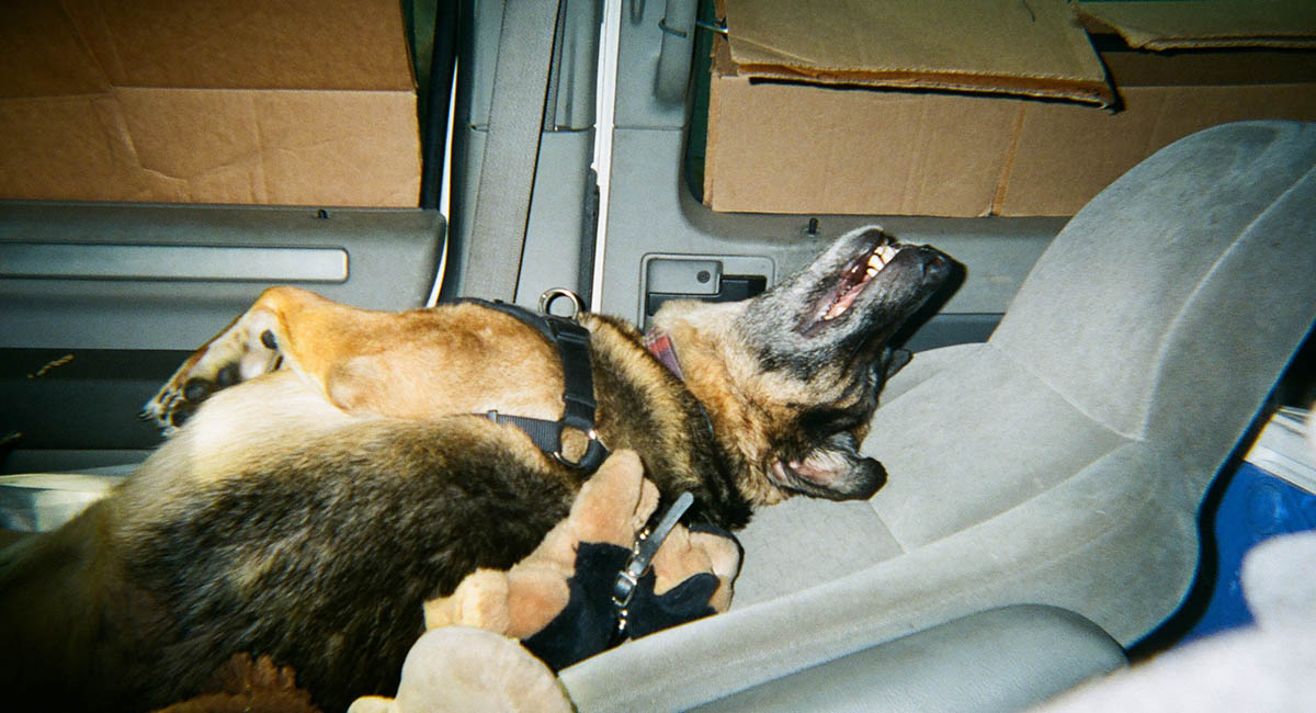 Dog in van