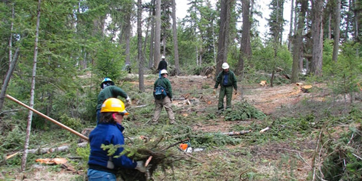 Crew removing branches, shrubs and downed trees. U.S. Forest Service